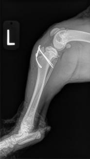 Pelvic Limb Fractures | Oakdale Veterinary Group